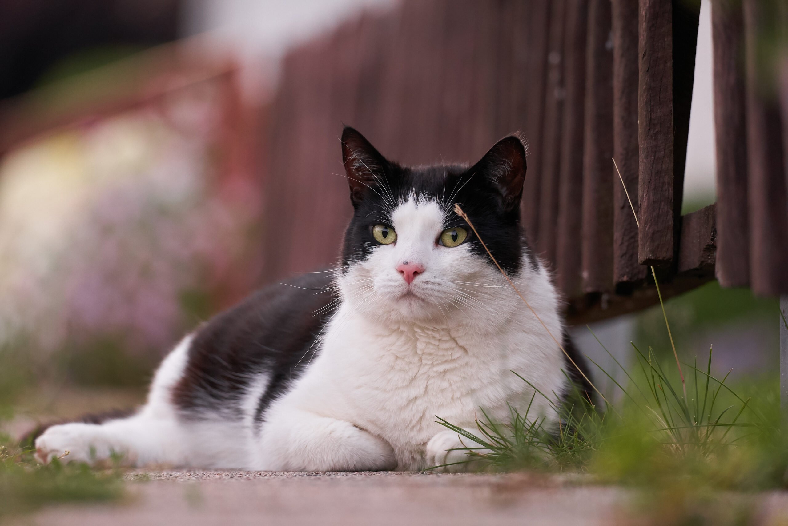 Mountain Home, ID Veterinary Orthopedic Services Mountain Home, ID Veterinary Orthopedic Services