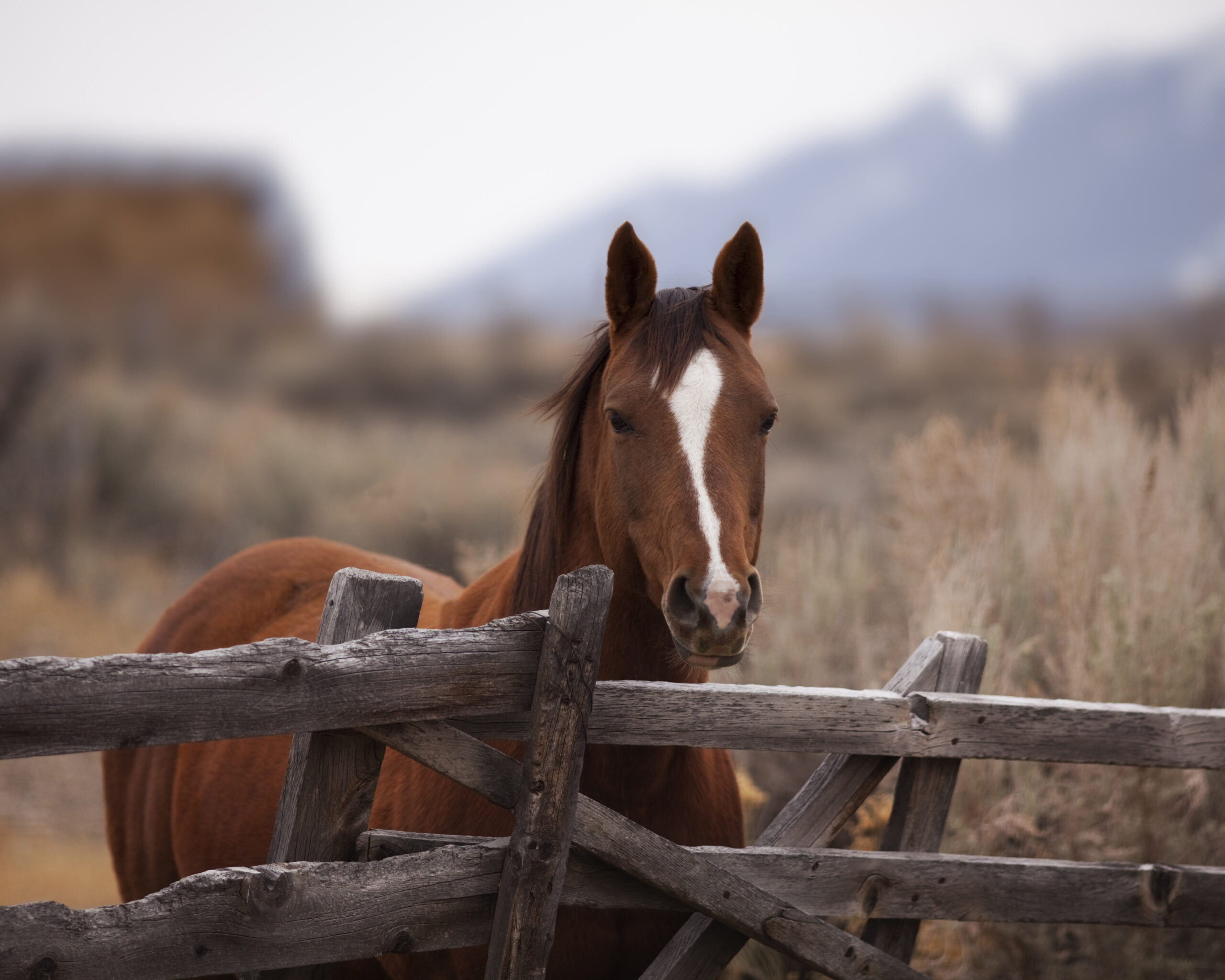 Emergency Vet in Mountain Home, ID Emergency Vet in Mountain Home, ID