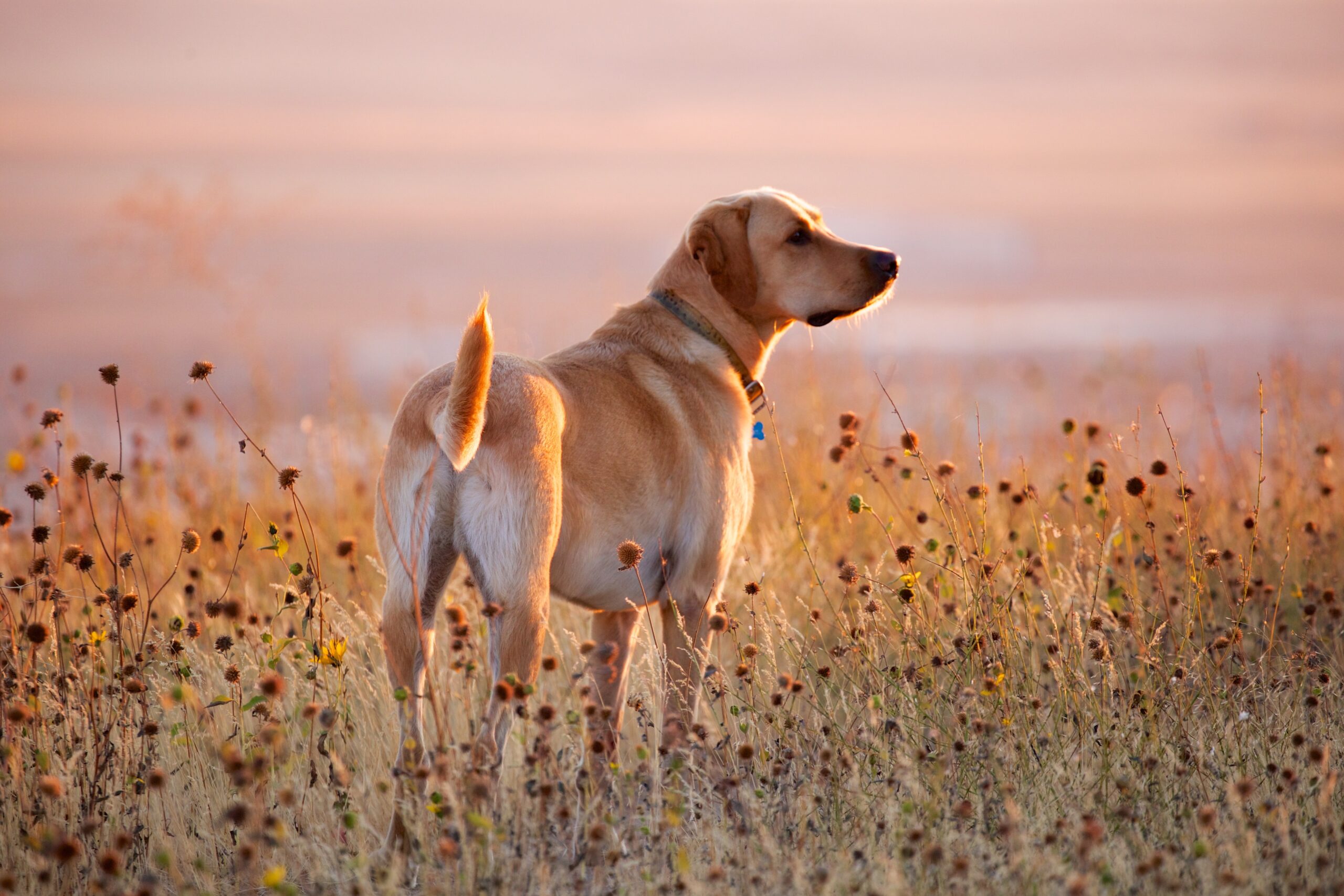 Veterinary Orthopedic Services in Mountain Home, ID Veterinary Orthopedic Services in Mountain Home, ID